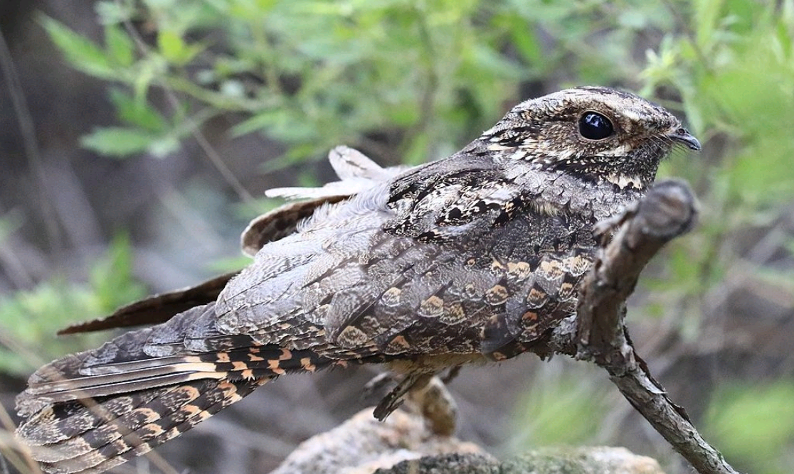 扁鹊(湖北男子遇) - 火句子