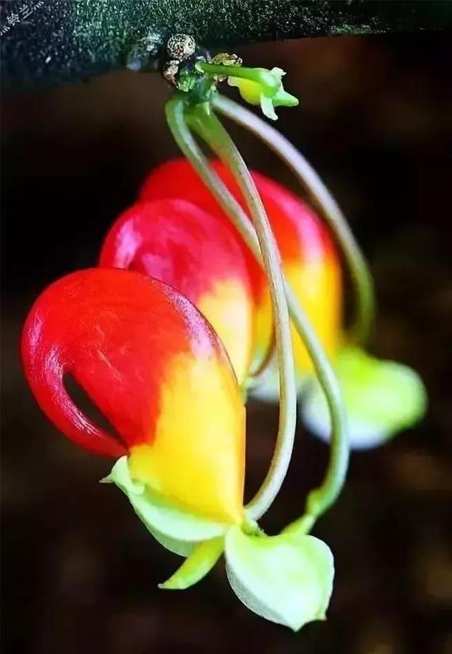 鲜花图片，鲜花图片下载 免费（分享图片：60款精美花卉图）