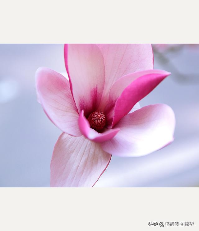 浪漫之花朵，一朵鲜花的浪漫（实拍26张玉兰花的照片图片）