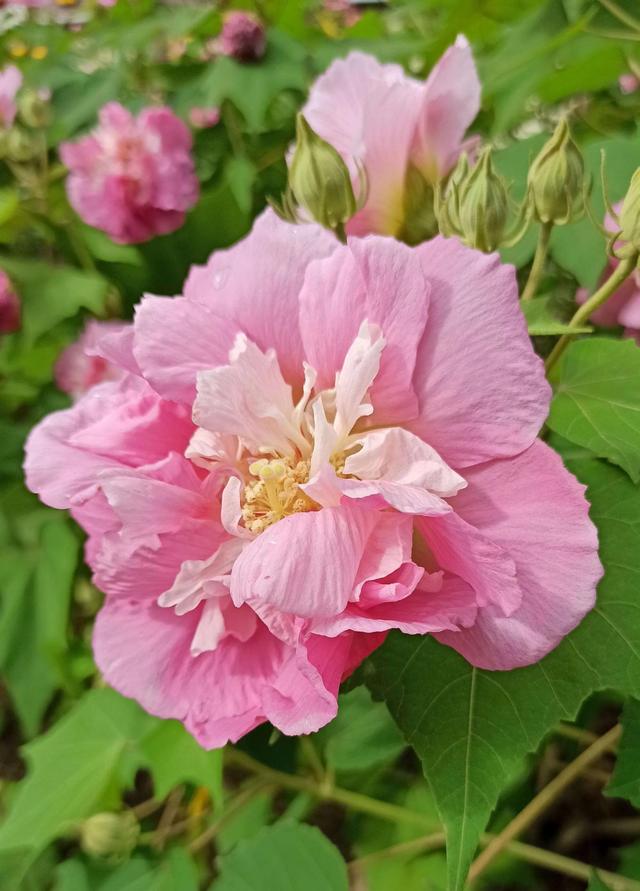 芙蓉花的寓意和象征，芙蓉花的寓意（芙蓉花，成都最美的花）