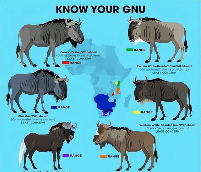 角马是啥动物，角马是什么意思（作为非洲草原上的“粮库”）