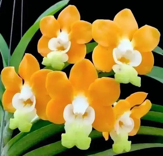 繁花似锦下一句是什么，一路繁花似锦下一句是什么（美醉你的心田）