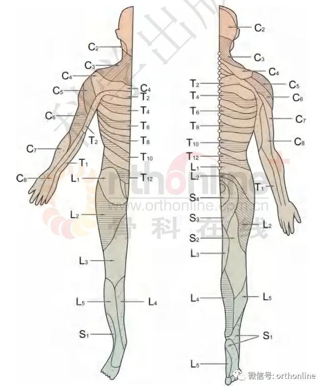 脚踵是哪个部位图解，脚踵是什么部位（一文掌握脊柱损伤相关的神经系统检查）