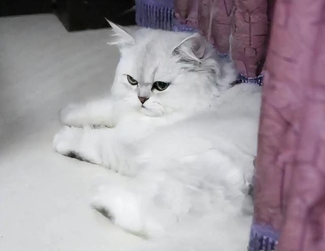 养金吉拉最忌讳什么，金吉拉为什么不能养（养金吉拉猫的“8大禁忌”）