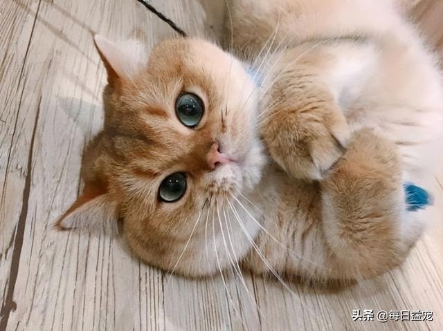 布偶猫多少钱一只幼崽，布偶猫多少钱一只纯种幼崽（还生了一窝谁也不像的崽）