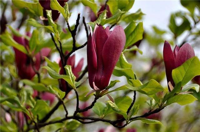 玉兰花几月份开花，玉兰花什么季节开花（玉兰花，了解一下）