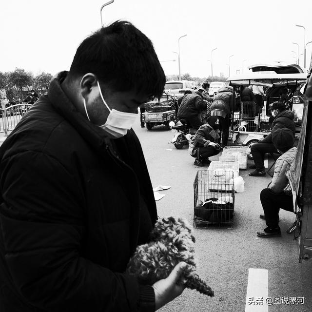 宠物市场在哪里，成都的宠物狗市场在那里呀（漯河宠物市场印象）