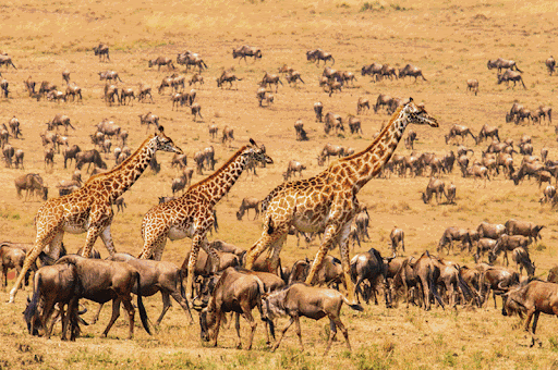肺鱼花了4亿年！，非洲肺鱼图片（能深藏地下不吃不喝好几年）