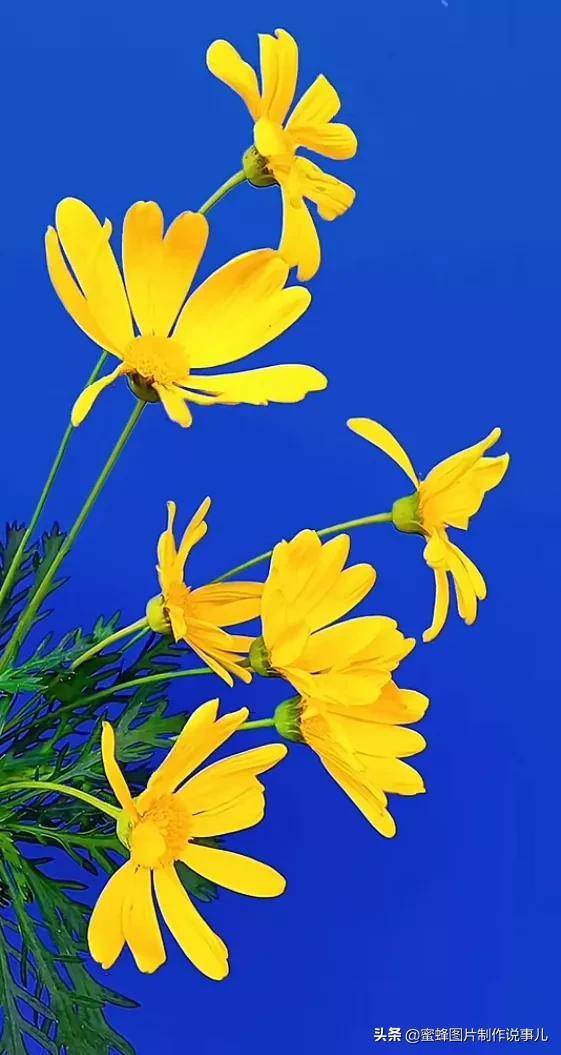 腊梅图片，一花一世界（腊梅图片）