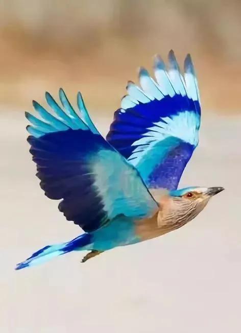 七彩文鸟的养殖方法，七彩文鸟的详细养殖知识（大自然中的“彩色精灵”）