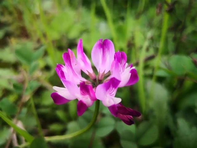 春天有哪些花开，春天有哪些常见的花开（50种花春天播种）