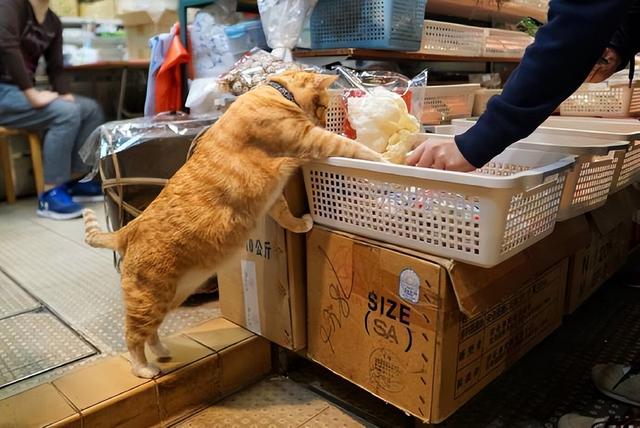 养猫的人容易得什么病，养猫容易得什么病（网友：我得了好几种病）