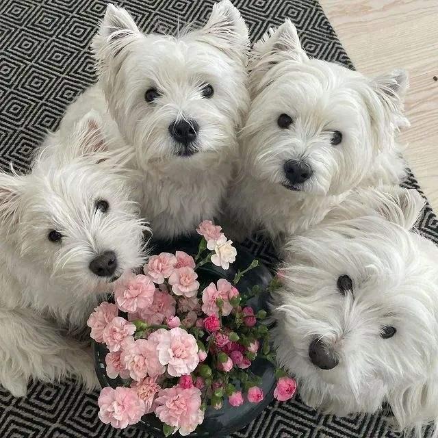 西高地犬多少钱一只，西高地白梗多少钱（有颜有智商的“西高地白梗”）