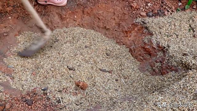 种榴莲的方法，手把手教你种植榴莲树