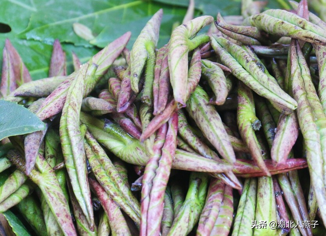 春天能吃的野菜大全，春天都有哪些野菜可以吃（送你63种野菜大图鉴）