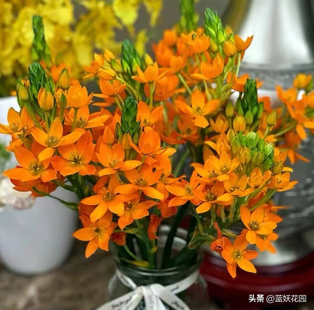 圣心百合的养殖方法和技巧，高端切花素材圣心百合