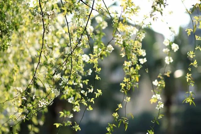 七叶子的功效与作用，菊三七叶子的功效与作用（春到嘉州 ， 蔷薇花开七里香）