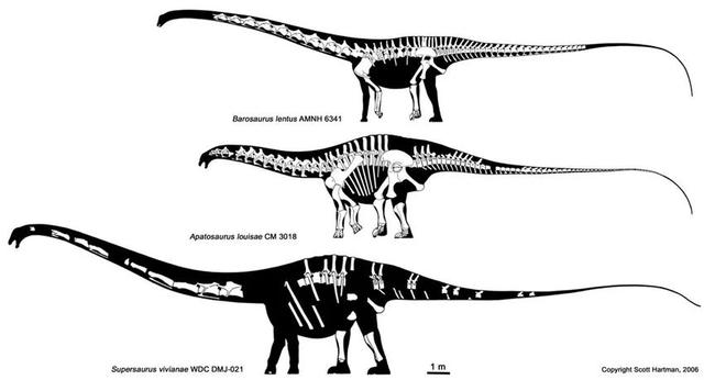 身体最长的恐龙是，身体最宽的恐龙（恐龙的体型为什么那么大）