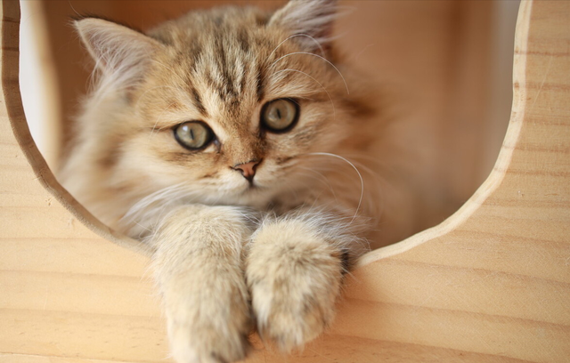 养品种猫和宠物猫有什么区别，“宠物猫”和“田园猫”的区别