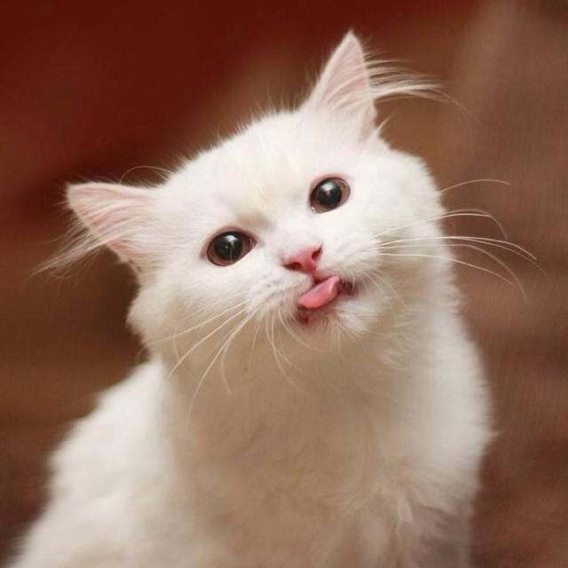 好听的布偶猫高端名字，猫名怎么取比较旺主人（你家猫咪名字有上榜吗）