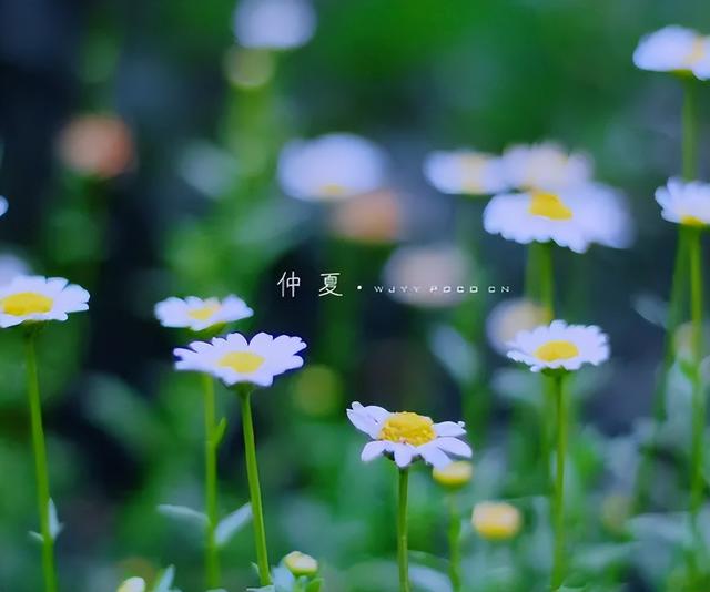 什么葱茏四字词语，关于葱葱茏茏的词语（有关仲夏的古诗词）