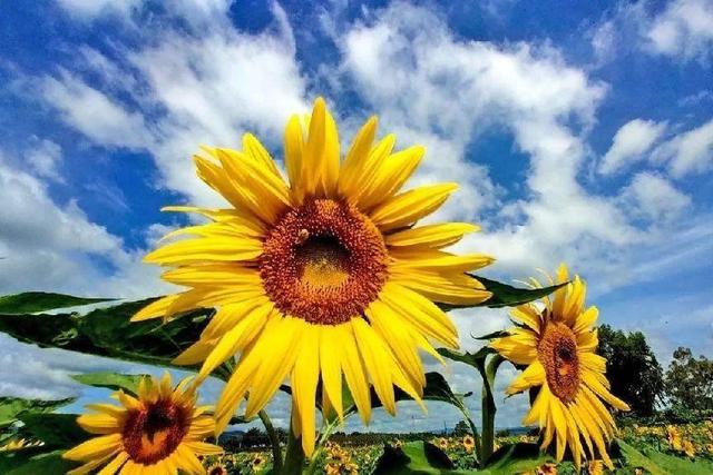 向日葵的花语和寓意，向日葵的花图片（当你明白了它的寓意后）