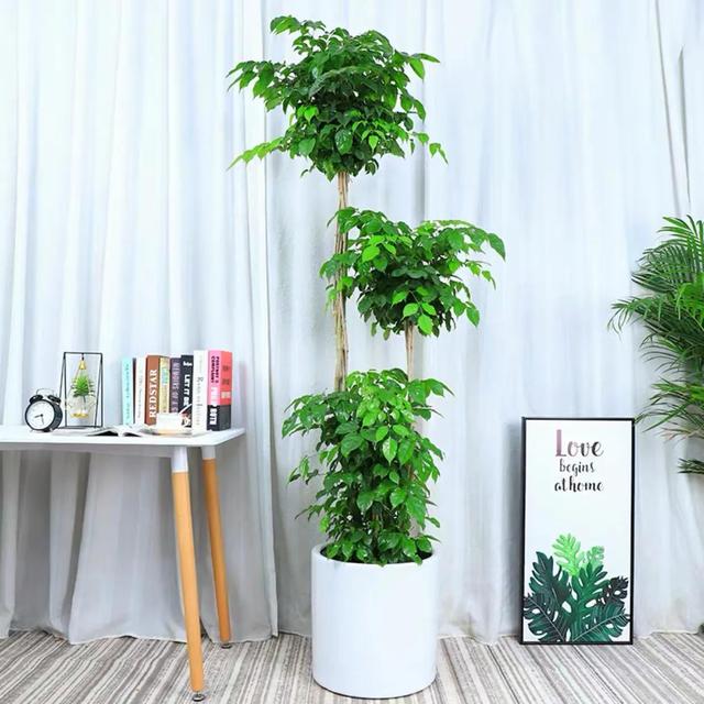 最适合客厅的十大植物，吉利又能吸“废气”