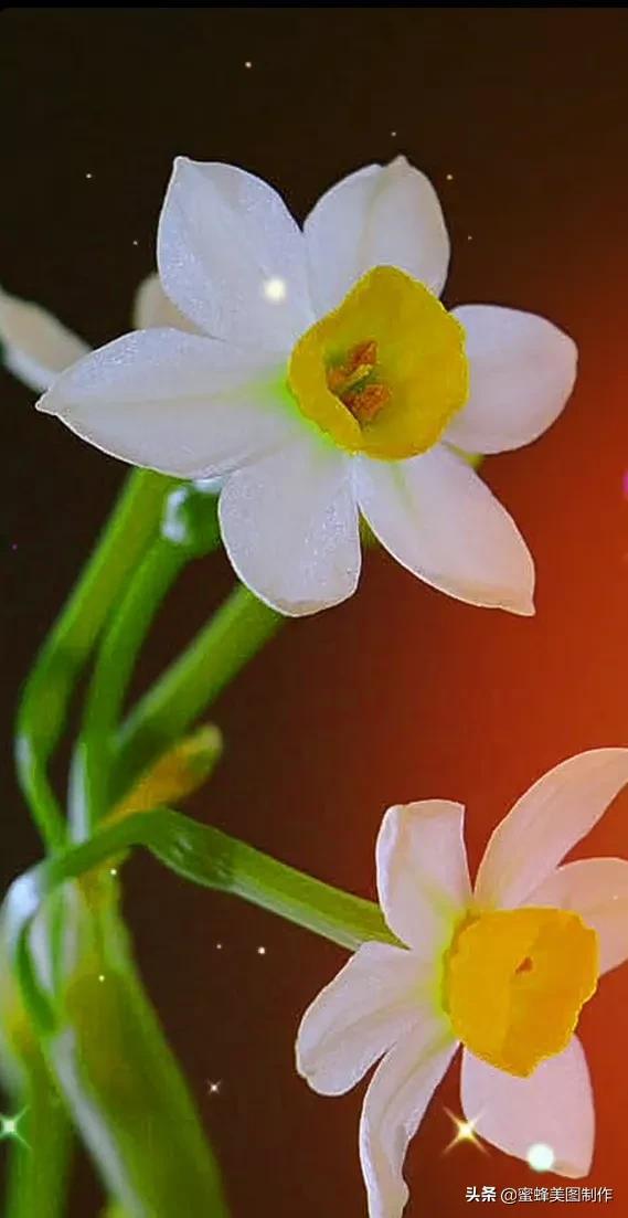 适合发心情的图片   赏图愉快哦:），关于发心情的图片（鲜艳欲滴的花朵）