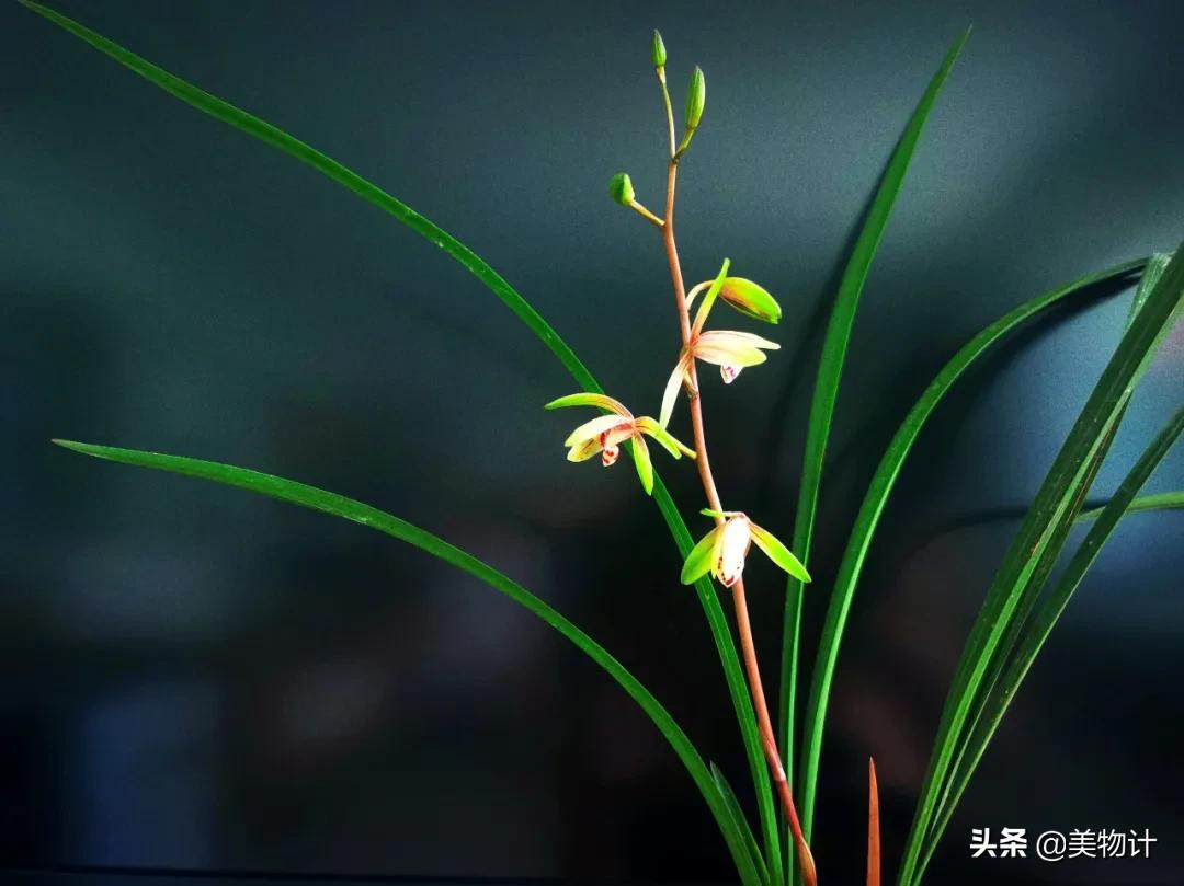 让对方看到心疼的图片，夏染：那些让人看了心疼的头像微信（幽兰，清雅）