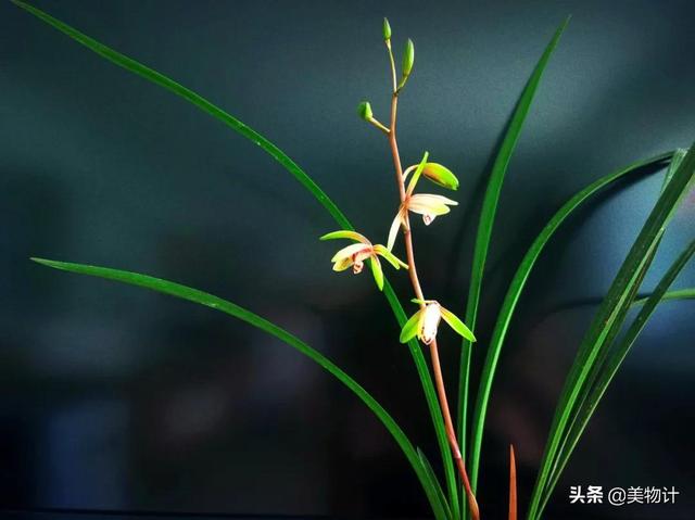 空谷幽兰的意思，空谷幽兰是什么意思（幽兰，清雅）