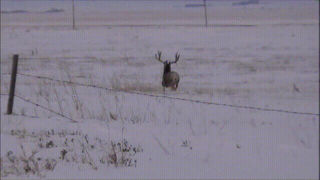 鹿血酒多少钱一瓶，鹿血酒一瓶500ml要多少钱（这是人们认为它是仙兽真正的原因）