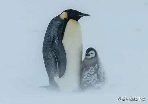 南极常年平均温度是多少，你知道南极平均温度多少吗（企鹅为啥活得有滋有味）
