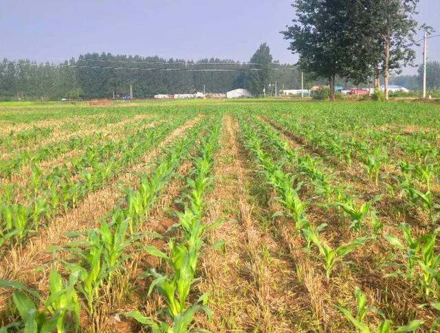 玉米什么时候种，玉米什么时候种植最好（谷雨过后，玉米能播种了吗）