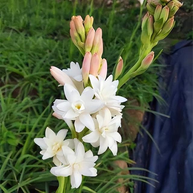 九里香什么时候开花，九里香怎么养才能开花（夏天“最香的”6种花）