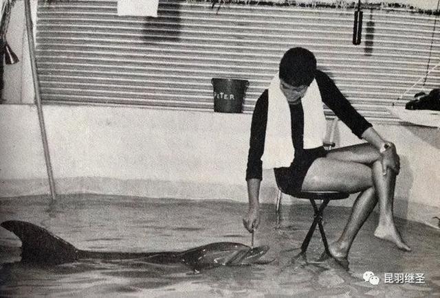 男子和海豚发生关系，南非一男子赏鲸差点被鲸鱼吞进嘴中（海豚殉情闭气自杀）