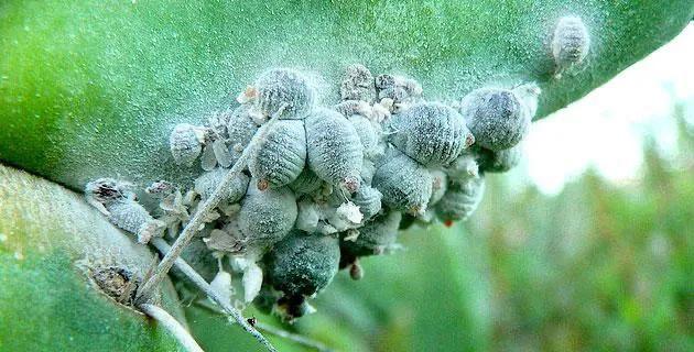 夜幕 深色系静物 伤感朋友圈背景图.，微信头像，夜幕 深色系静物 伤感朋友圈背景图.（藏在朱砂里的迷人危险）