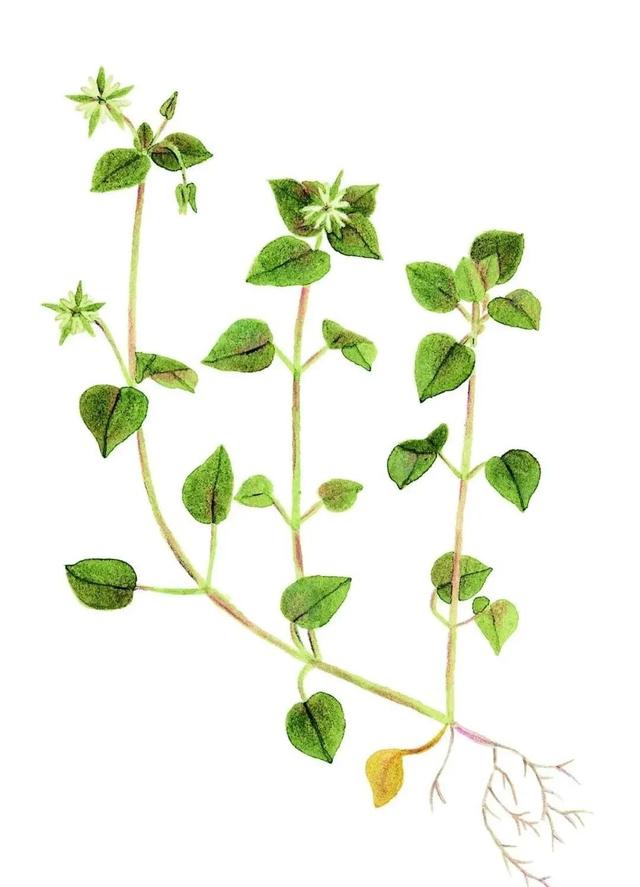 农村常见的花，凌巧分享篇41——这15种生活中常见的野花