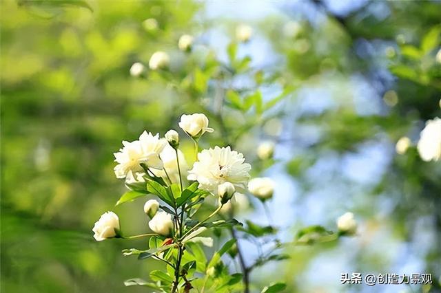 木香花是什么，木香花是什么样子的（美色不逊月季的爬藤植物——木香花）
