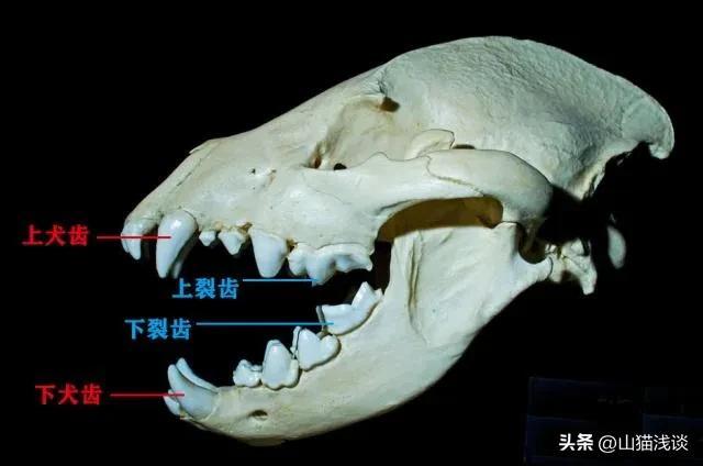 鬣狗为什么喜欢掏肛呢，鬣狗为什么喜欢掏肛（动物被掏肛为什么会站在原地不动）