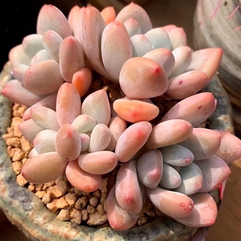 网红多肉图片(个个美得冒泡儿,只是一眼就沦陷了…) - 彝家农业网