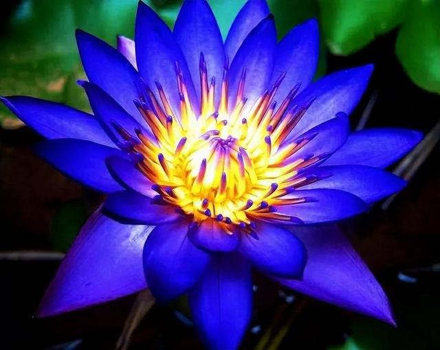 睡火莲介绍，睡火莲图片大全（8种“贵族花”）