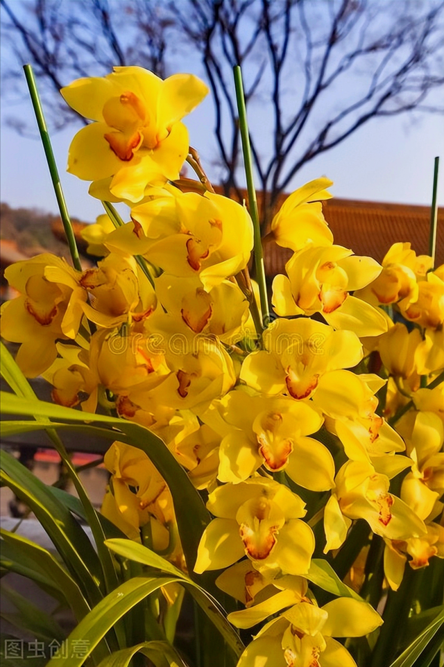 花语短句唯美句子，花语的唯美句子（一花一世界）