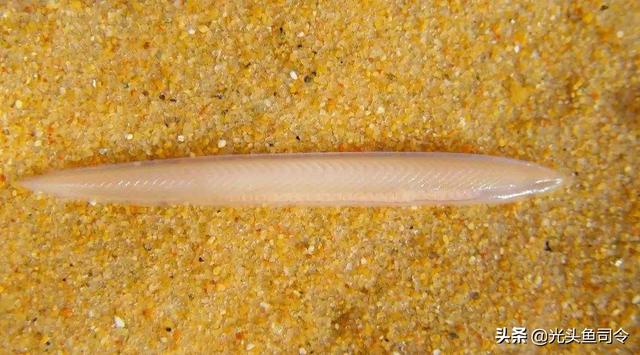 长江名贵鱼前十名，10大凶猛淡水鱼（我国保护的鱼类有87种）