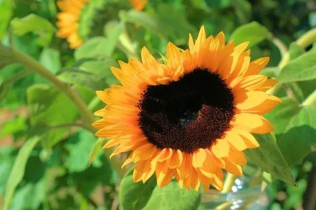 向日葵长什么样，向日葵的茎是什么样的（分享图片，生机勃勃的向日葵）