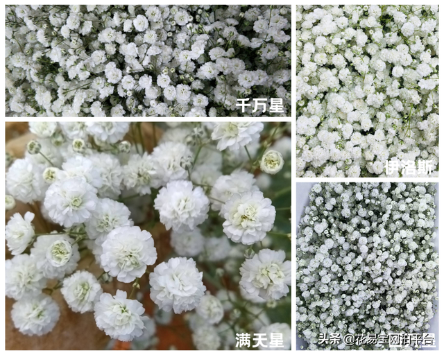 Gypsophila 满天星网名，Gypsophila 满天星（千万星、百万星、伊洛斯有何区别）
