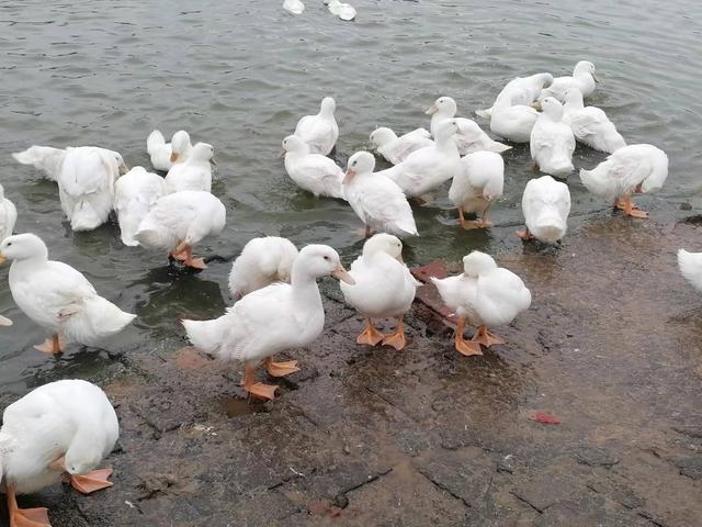 正规的养鸭合作公司，养鸭子赚钱吗（新手养鸭必读）