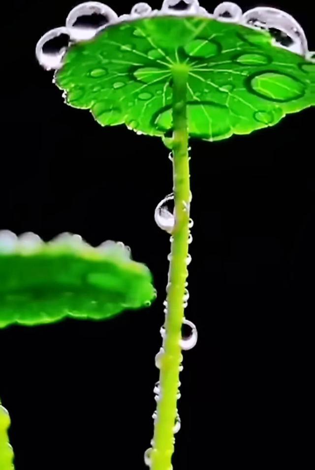 荷花象征着什么意义，荷花象征什么作文（用于形容美好、纯洁的爱情和高尚的情感）