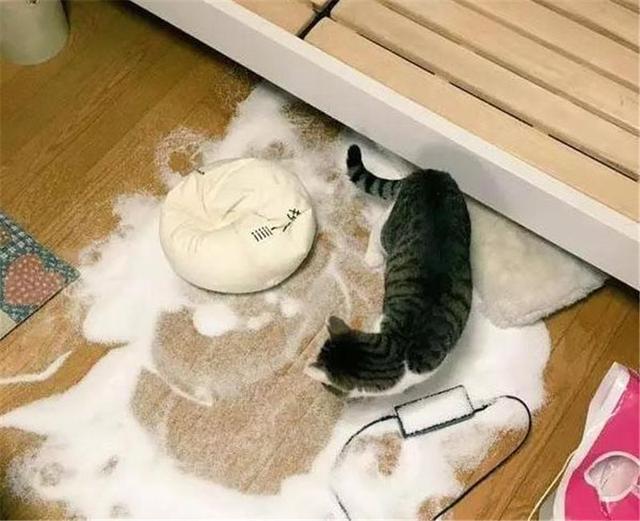 家里养猫对人的身体有什么危害，屋里养猫对人巨大的坏处是什么（养猫有这6种坏处，你能接受吗）