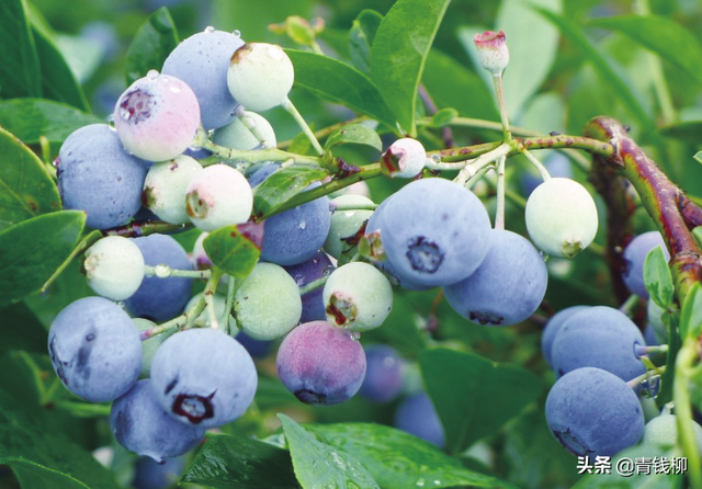蓝莓哪个品种最甜，蓝莓品种有哪些（三个兔眼蓝莓品种南京地区引种表现及配套栽培技术）