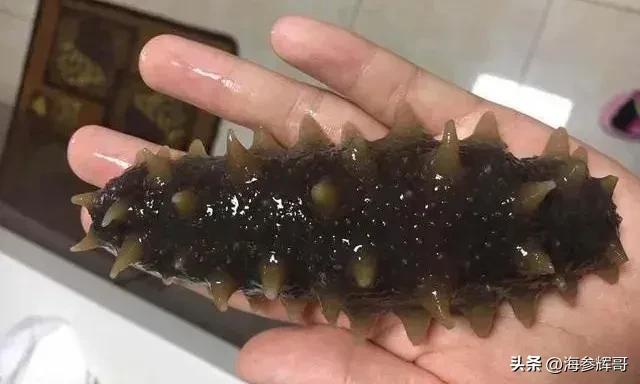 海参多少头的好，最好的海参几个头是好的（海参多少头的好自己吃）